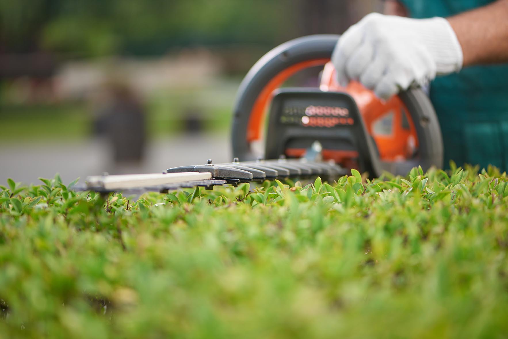 Lawn care services in St Kilda