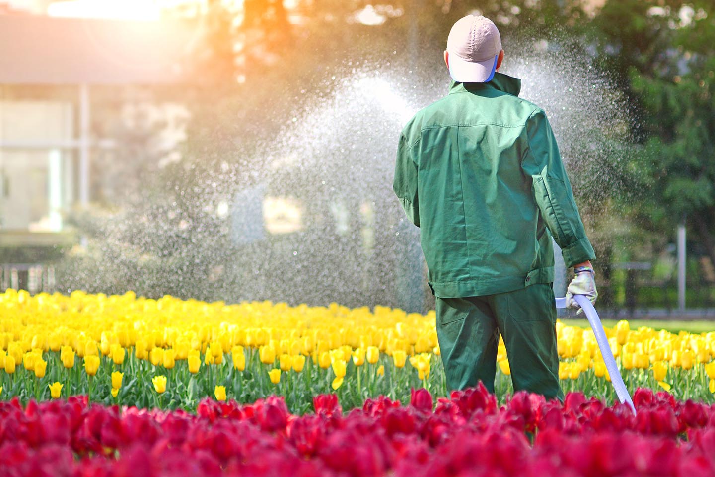 Watering During the Morning Hours