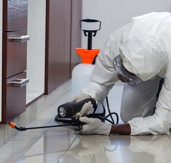 Professional Pest Control in St Albans