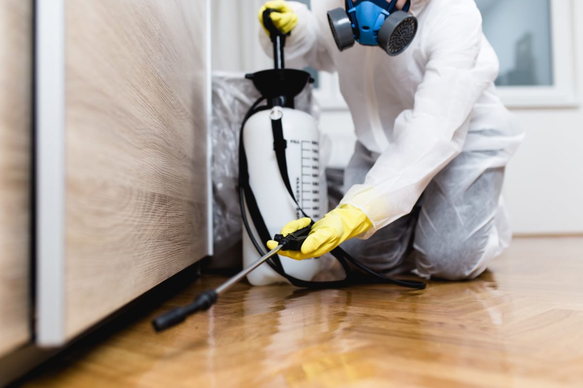 Pest Control Sydney - Syd Termite & Pest Control Services Sydney Wide